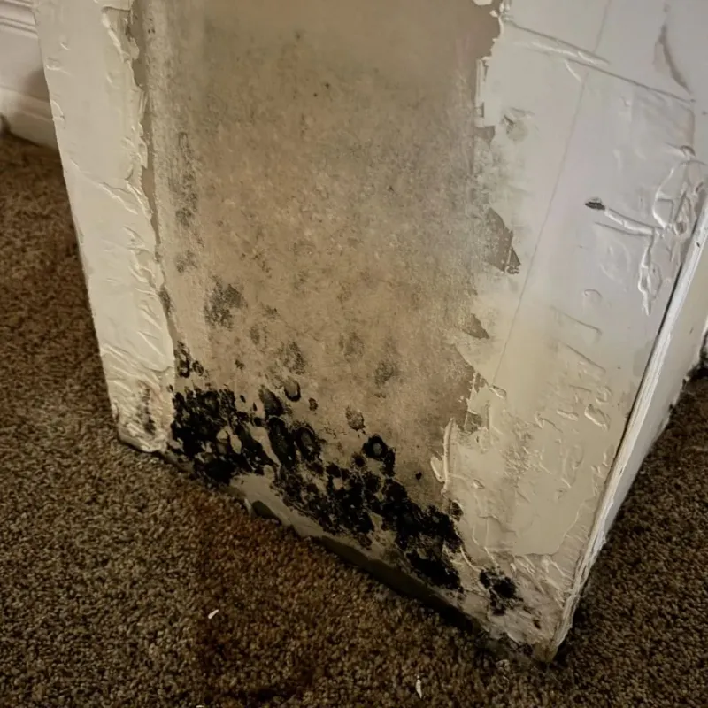 Professional Mold Removal in Prairie du Chien, WI